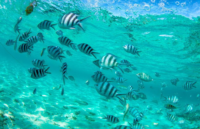 Passeio de barco com chão de vidro + Snorkel - Foto 3