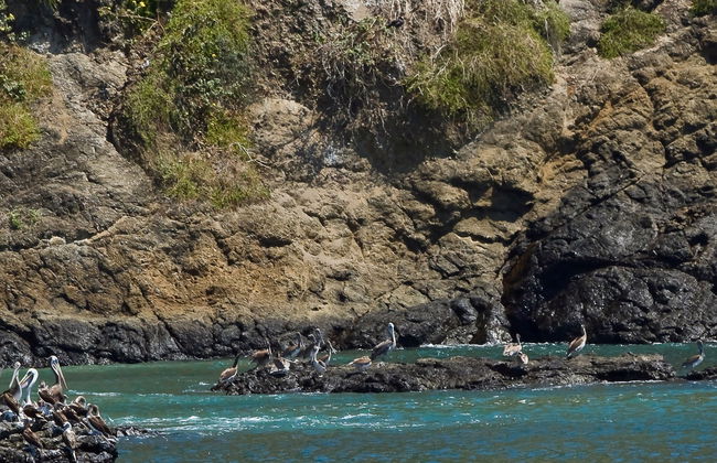 Excursion à l'Île Salango - Photo 8