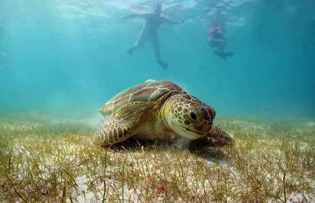 Nado con tortugas en la bahía de Akumal - Foto 7