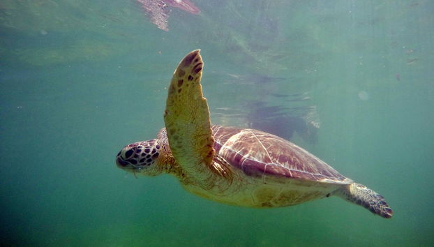 Sea Turtle Snorkeling Experience - Foto 5