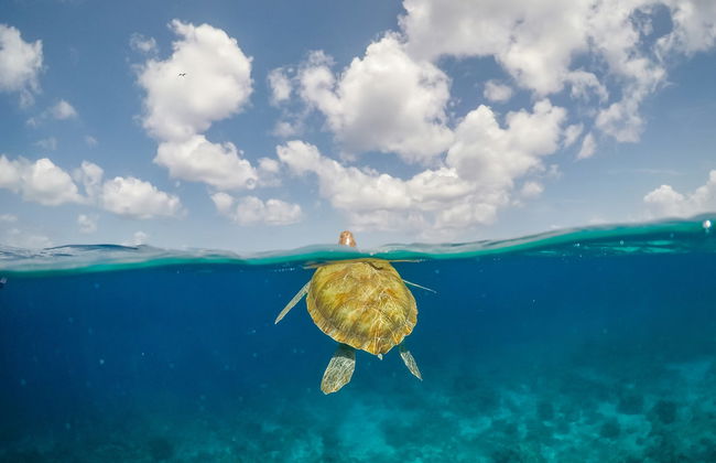 Nado con tortugas en la bahía de Akumal - Foto 6