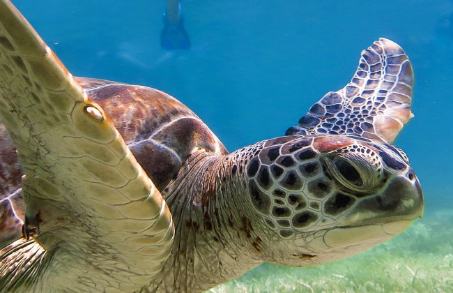Nado con tortugas en la bahía de Akumal - Foto 6