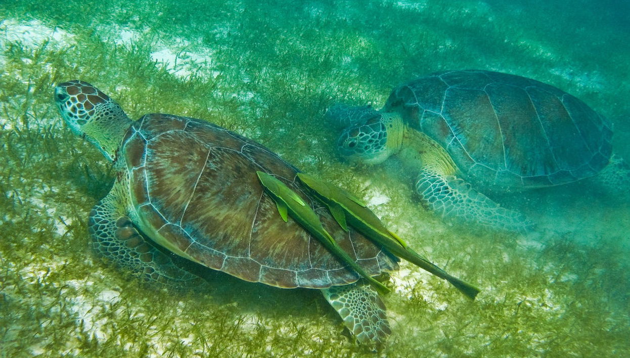 Sea Turtle Snorkeling Experience - Foto 1