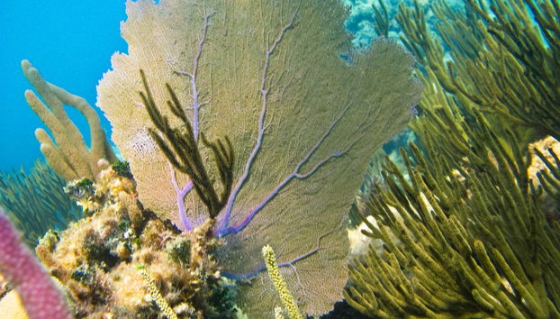 Sea Turtle Snorkeling Experience - Foto 2