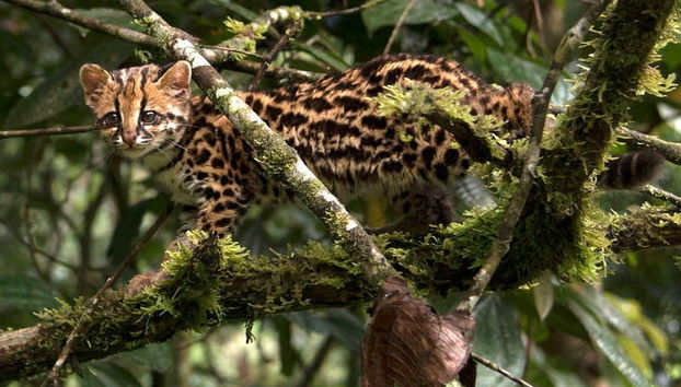 Trekking al Parco Nazionale Yanachaga Chemillén - Foto 2