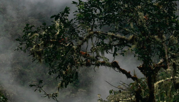 Trekking al Parco Nazionale Yanachaga Chemillén - Foto 4