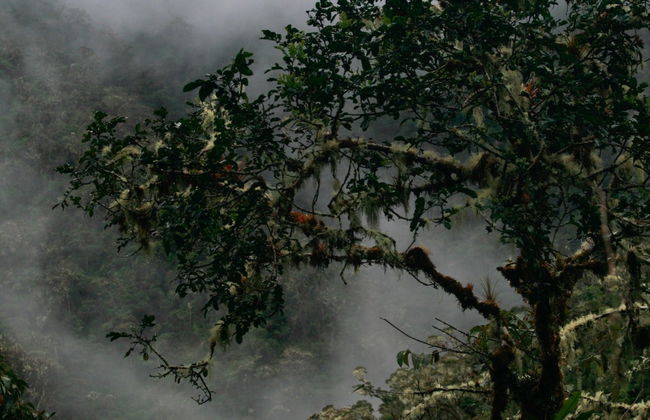Yanachaga Chemillén National Park Hike - Photo 4