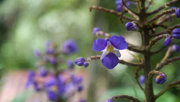 Trekking al Parco Nazionale Yanachaga Chemillén - Foto 3