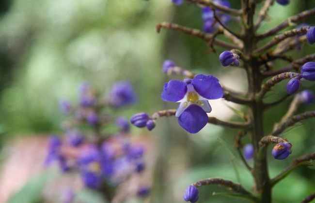 Yanachaga Chemillén National Park Hike - Photo 3