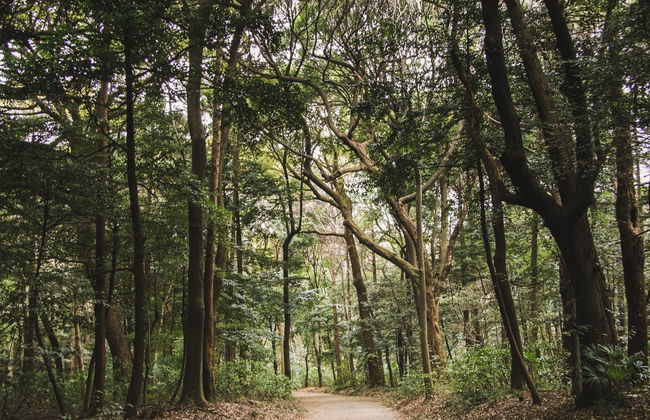 Yanachaga Chemillén National Park Hike - Photo 1