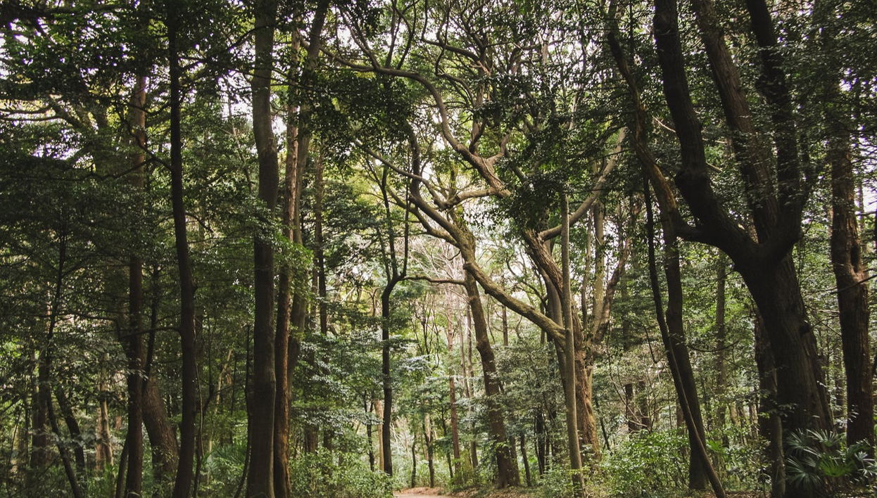 Trekking al Parco Nazionale Yanachaga Chemillén - Foto 1
