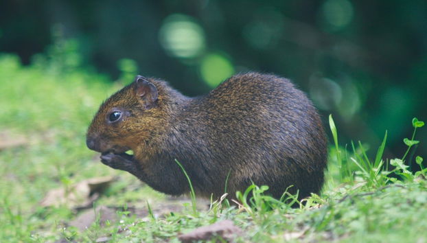 Trekking al Parco Nazionale Yanachaga Chemillén - Foto 5