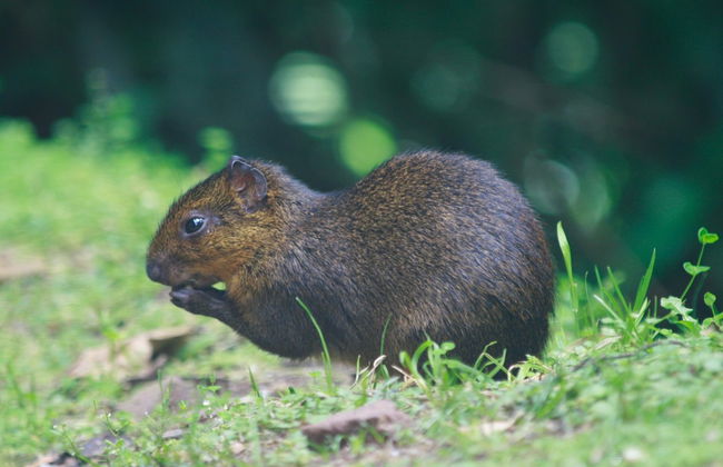 Yanachaga Chemillén National Park Hike - Photo 5