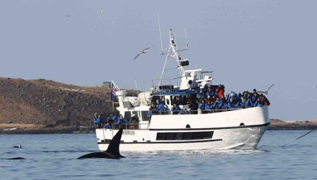 Hólmavík Whale Watching - Foto 4