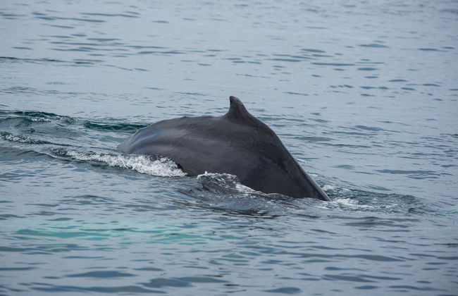 Hólmavík Whale Watching - Foto 6