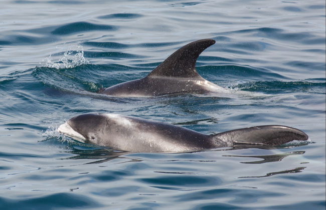 Hólmavík Whale Watching - Foto 2