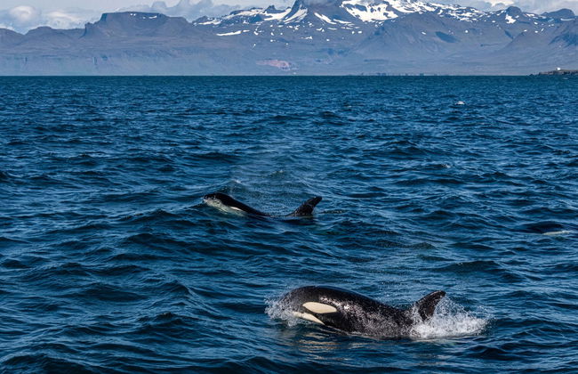 Hólmavík Whale Watching - Foto 7