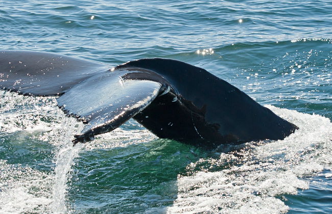Avistamiento de ballenas en Hólmavík - Foto 2