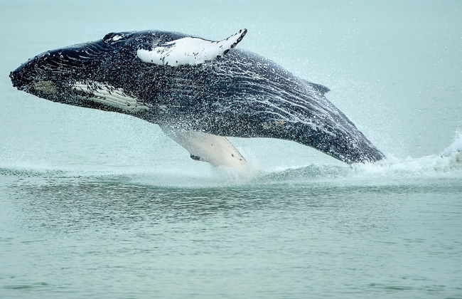 Hólmavík Whale Watching - Foto 1