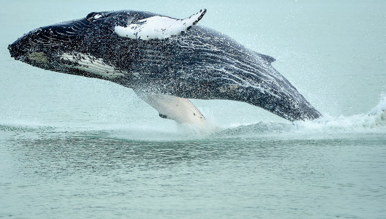 Hólmavík Whale Watching - Foto 1