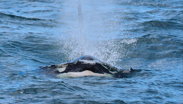 Hólmavík Whale Watching - Foto 5