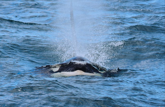 Hólmavík Whale Watching - Foto 5