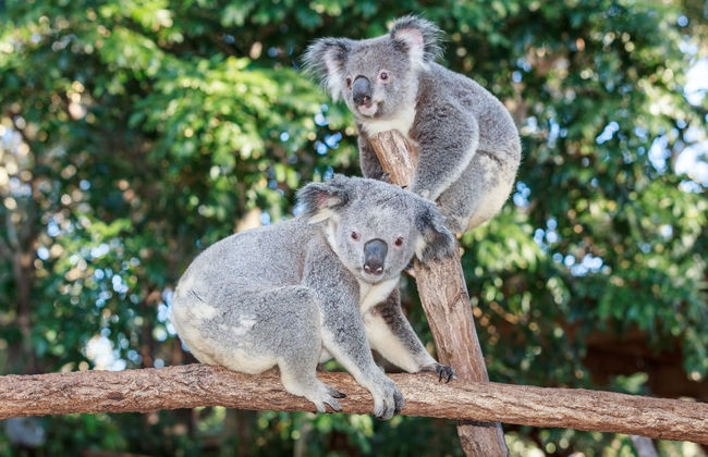 Currumbin Wildlife Sanctuary Ticket - Foto 7