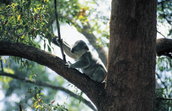 Currumbin Wildlife Sanctuary Ticket - Foto 4