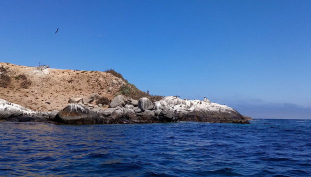 Avistamiento de pingüinos en la isla Cachagua - Foto 2