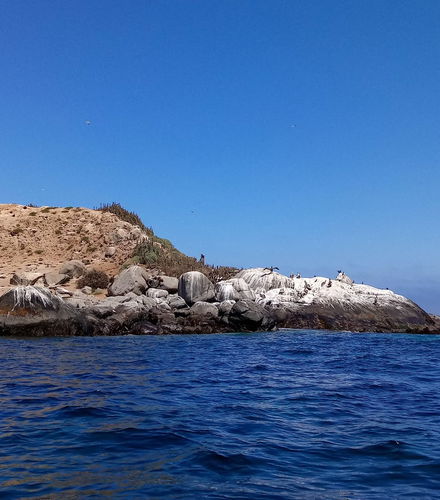 Foto de Avistamiento de pingüinos en la isla Cachagua