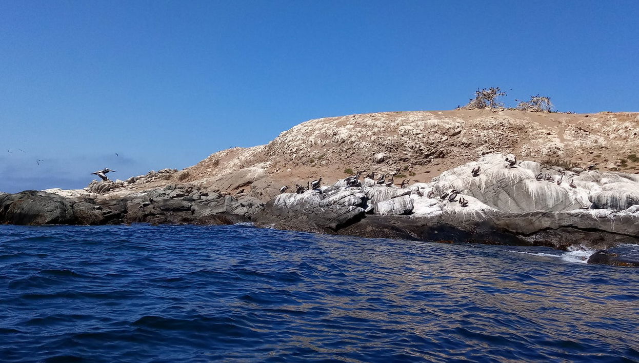 Avvistamento di pinguini all'isola di Cachagua - Foto 1