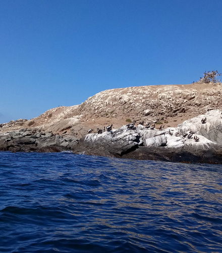Foto de Avistamiento de pingüinos en la isla Cachagua