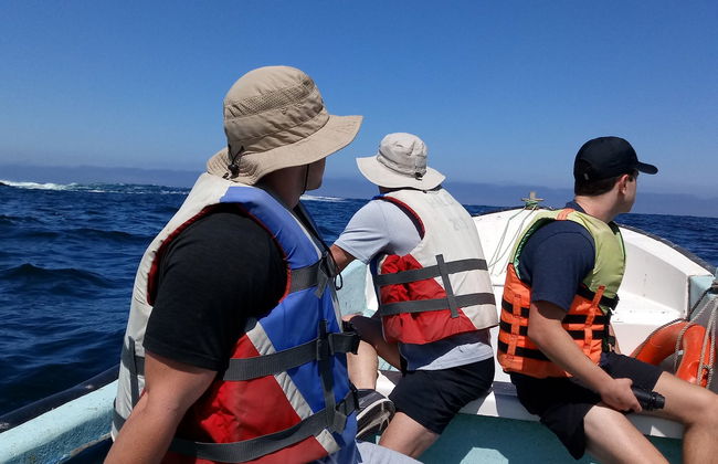 Observation de pingouins sur l'île Cachagua - Photo 2