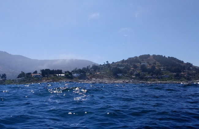 Observation de pingouins sur l'île Cachagua - Photo 4