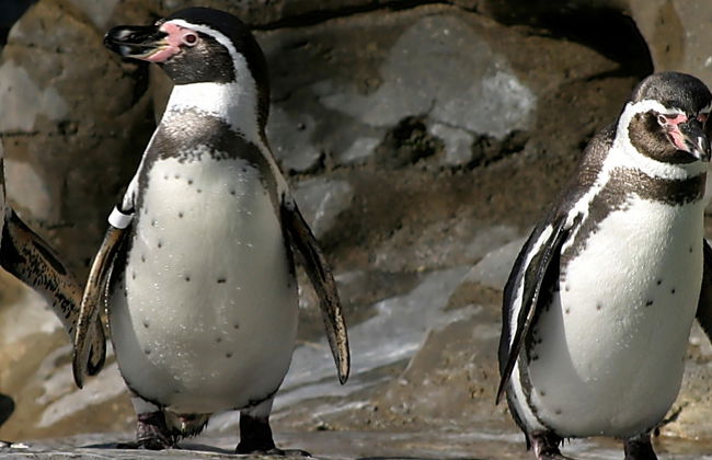 Avvistamento di pinguini all'isola di Cachagua - Foto 7