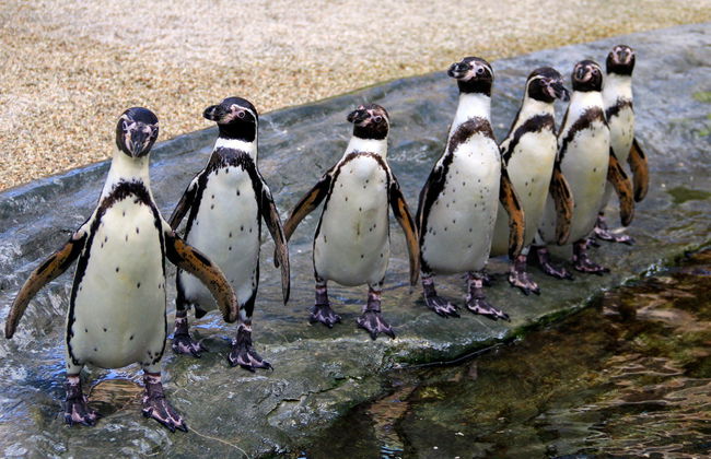 Observation de pingouïns sur l'île Cachagua - Photo 1