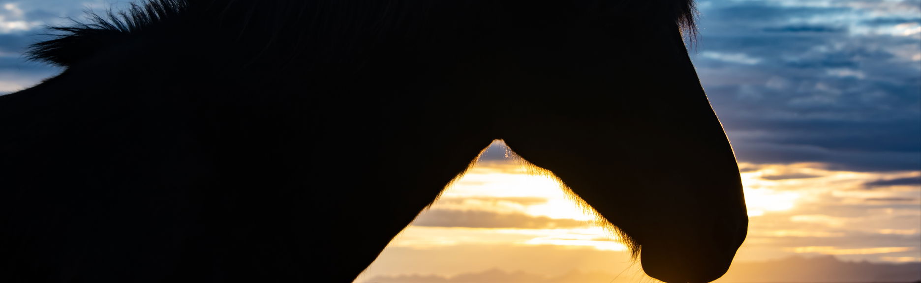 Arctic Circle Horseback Riding - Foto 1