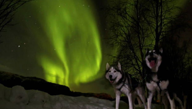 Paseo en trineo de perros husky bajo la aurora boreal - Foto 4
