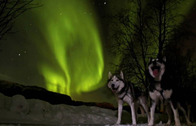 Balade en traîneau tiré par des chiens huskies sous les aurores boréales - Photo 4