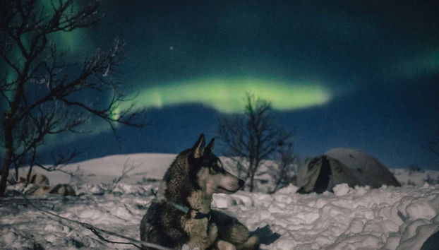 Paseo en trineo de perros husky bajo la aurora boreal - Foto 5