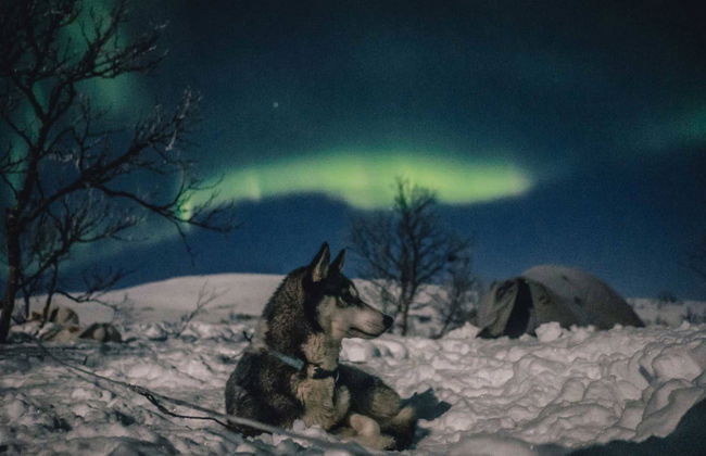 Balade en traîneau tiré par des chiens huskies sous les aurores boréales - Photo 5