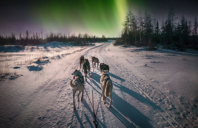 Balade en traîneau tiré par des chiens huskies sous les aurores boréales - Photo 1