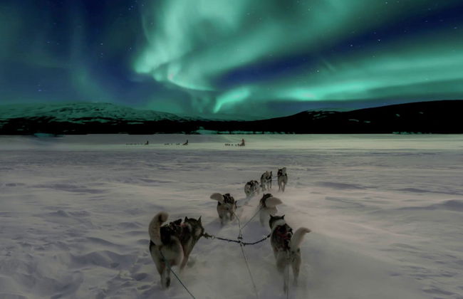 Balade en traîneau tiré par des chiens huskies sous les aurores boréales - Photo 3