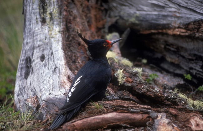 Tour por la Reserva Nacional Magallanes - Foto 5