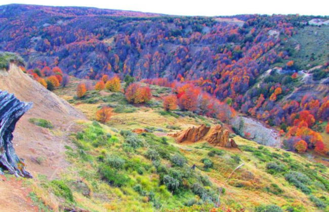 Tour por la Reserva Nacional Magallanes - Foto 6