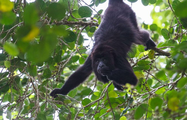 Excursión a Lamanai - Foto 4