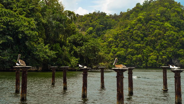 Excursion au Parc National Los Haitises et à Cayo Levantado - Photo 3