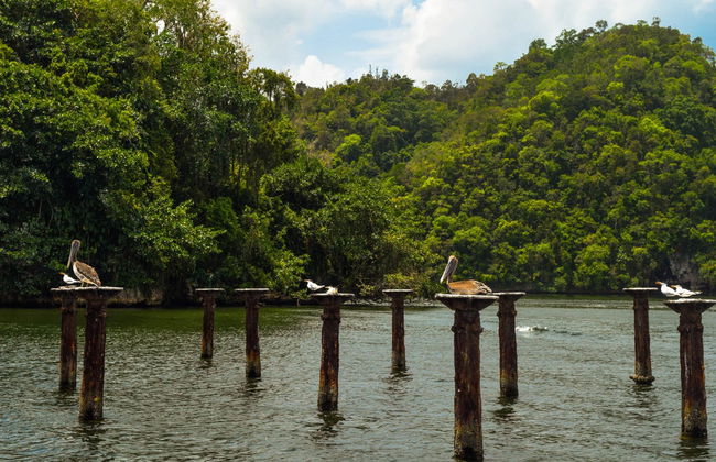 Excursión al Parque Nacional Los Haitises y Cayo Levantado - Foto 3
