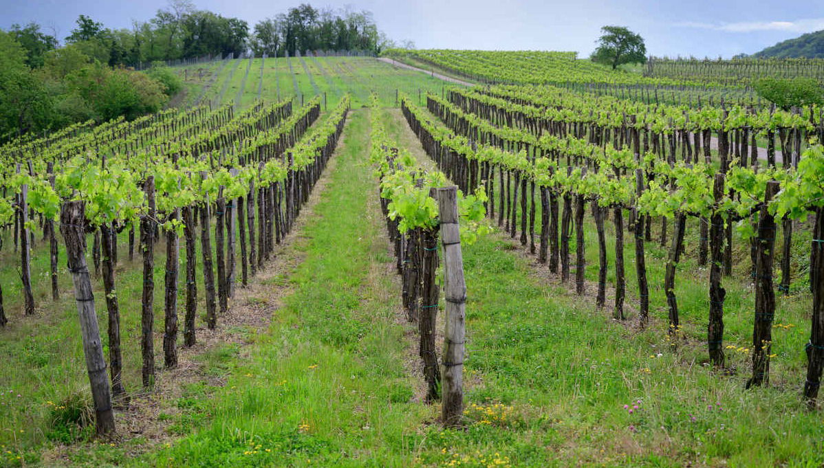 Excursión privada desde Perth - Foto 1