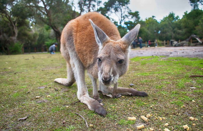 Escursione privata da Perth - Foto 7